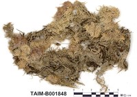藏品(細葉泥炭苔、泥炭苔屬)的圖片